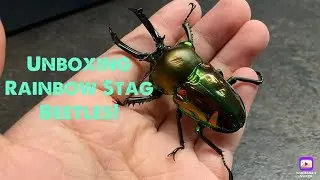 Unboxing a Rainbow Stag Beetle!