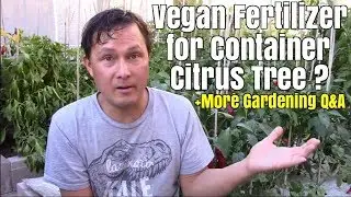 Vegan Fertilizer for Container Citrus Tree + Your Gardening Questions Answered