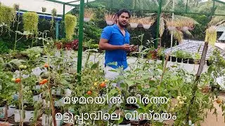 terrace garden /Rain Shelter / മഴ മറ / ടെറസ്സ് കൃഷി / Turtle vine care /