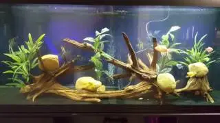 Amazon haven 125 gallon aquarium