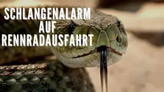 Schlangenalarm auf Rennradausfahrt 🇩🇪