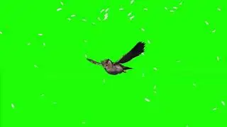 Green screen eagle owl || green screen owl