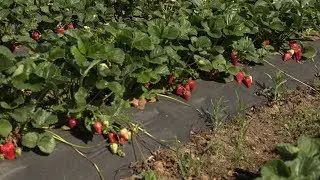 Mien strawberry stands in Sacramento