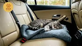 Calm Stress Free Car Music for Cats