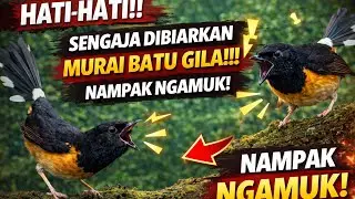 🔴HATI-HATI‼️SENGAJA DIBIARKAN MURAI BATU GILA, SUPER AKTIF