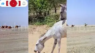 Donkey meeting in village #animals#donkey#horse #viralvideo 