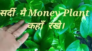 #सर्दियो मे Money Plant कहाँ रखे।