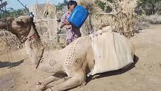 Camels drink water 