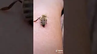 COMMENT UNE GU&Ecirc;PE PIQUE !!!!