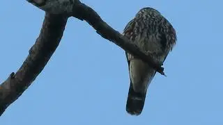 a hawk with many freckles in its plumage