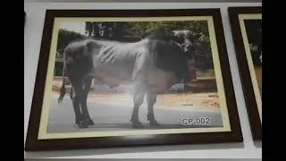lamfarm old blood line Ongole bulls