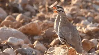 See - See Partridge hunting