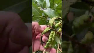 Lychee mites #lychee #lycheetree #lycheemites #andrethefarmer #gardening #fruittrees #pestcontrol