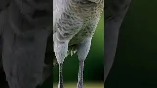 Cea mai frumoasa pasare din lume !