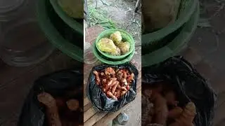 jamu alami penambah nafsu makan.. (jamu gratis) @sapi pedalaman. #salampeternakmuda