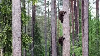 Adorable Baby Bears Climb Tall Tree