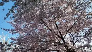 CHERRY BLOSSOMS TIDAL BASIN WASHINGTON DC(వాషింగ్టన్ డిసిలోని చెర్రీ బ్లాసమ్స్ టైడల్ బేసిన్) 07