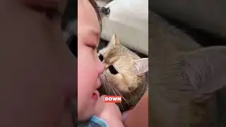 Как кошки реагируют, когда вы плачете 😿💧