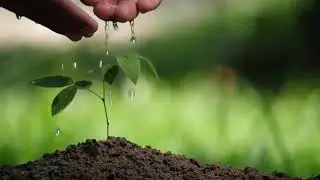 #nature  Hand Watering Young Plant Tree In Soil