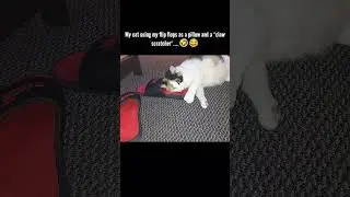 My cat using my flip flops as a pillow and a 