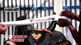 பவானி💢வெறித்தனமான காரி காளை😈