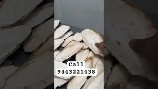 Cuttle fish bone calcium supplement for birds Chennai #birds #handtame #parrot #tamed #cockatiel