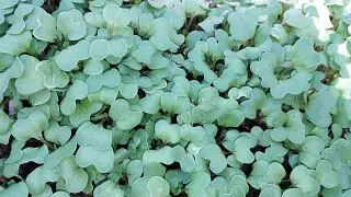 Suckers par Fruiting 