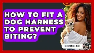 How To Fit A Dog Harness To Prevent Biting? - Obedient Dog Guide