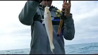 BIG WHITING SECRETS WITH MIGGSY PT4 - FINDING GROUND