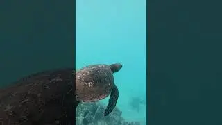 Diver rescues sea turtle #shorts