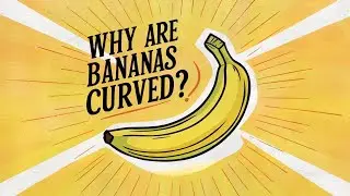 क्या आप को पता है Banana Curve क्यू होता है ? || Random Facts