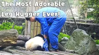 The Most Adorable Leg Hugger Ever! | iPanda