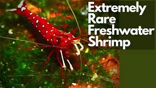 How to Set Up a Beginner Sulawesi Cardinal Shrimp Tank