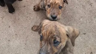 Fundi Fe is feeding puppies
