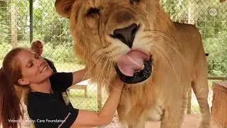 The Liliger - Animal Outtakes Episode 7, Season 9
