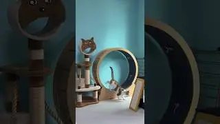 #고양이#캣휠 #catwheel