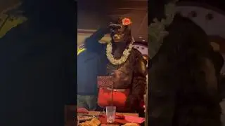 Мужчина-Медведь-Свинья НАСТОЯЩИЙ #magicfamclub #southpark #casabonita #manbearpig