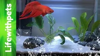 How to set up a Betta fish tank (Basic planted Betta tank)