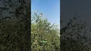 🦋Watch in high resolution to feel the nature's beauty | Tamil whatsapp status | Sk EditZZz