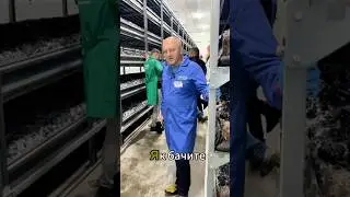 Mushroom Growing Course компанії Umdis у Польщі #mushroombusiness #mushroomfarming