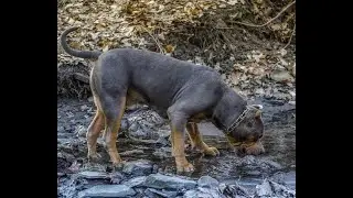 Dog Park Shenanigans With My Giant XL American Bully