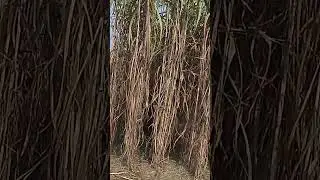 #shorts #tranding #short #vairal #bhojpuri #comedy #funny #dance #song #shortvideo #shortsviral