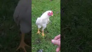 Paper white aseel rooster #aseelmurga #trending #ytshorts #shorts #aseel