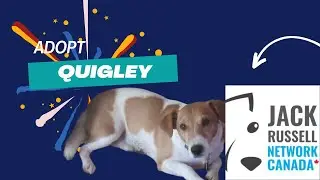 Quigley - adopt me from Jack Russell Network Canada
