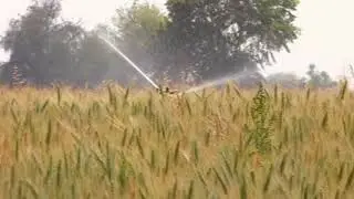Wheat cultivation in India| wheat cultivation video 2018| Cultivation of wheat in India| the thaat