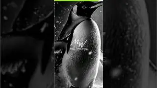 Penguin Wisdom for Life's Challenges 🐧🐧🐧.     #shortsfeed #trending #penguin #quotes