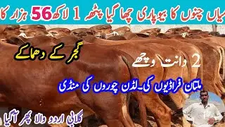 Big offers! Bachra Farming small business ideas in Pakistan #mandi #calf