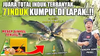 RACIKAN UMPAN SIMPEL MENGGILA !! 7 EKOR INDUK MAKAN TELAK !! JUARA TOTAL INDUK TERBANYAK ❗❗