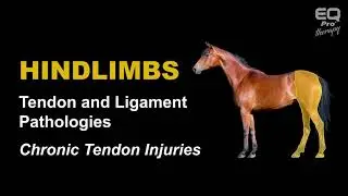 HORSE HINDLIMBS - Tendon and Ligament Pathologies - Chronic Tendon Injuries