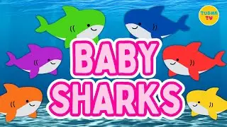 Baby Shark Colors | Learn Colors for Kids | Baby Shark | Tusha TV